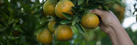 Business farm ripe orange concept farmer hand pick nature fruit citrus orchard mandarin tree growing organic lush leaves background green vibrant garden crop leaf laden branches plant close up growthの写真素材