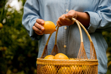 Business farm ripe orange concept farmer hand pick nature fruit citrus orchard mandarin tree growing organic lush leaves background green vibrant garden crop leaf laden branches plant close up growthの写真素材