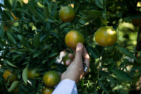 Business farm ripe orange concept farmer hand pick nature fruit citrus orchard mandarin tree growing organic lush leaves background green vibrant garden crop leaf laden branches plant close up growthの写真素材