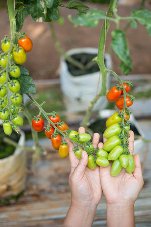 Smart farming techniques hydroponic salad vegetables technology tomato red green ensuring fresh sustainable produce agriculture promotes healthy eating support farmer living local community non gmoの写真素材
