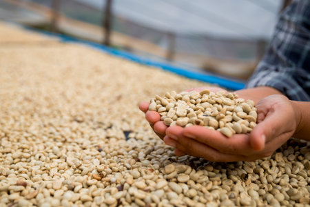 Farmer concept hand harvest ripe coffee seed robusta arabica berry close up fresh green leaf bean picking orange crop red yellow berries raw plant tree farm growth blur background eco organic gardenの写真素材