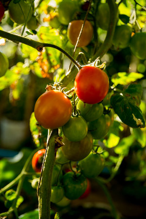 Smart farming techniques hydroponic salad vegetables technology tomato red green ensuring fresh sustainable produce agriculture promotes healthy eating support farmer living local community non gmoの写真素材