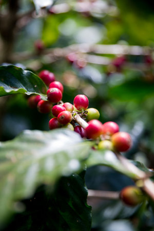 Farmer concept harvest ripe coffee seed robusta arabica berry close up fresh green leaf bean picking orange crop red yellow berries raw plant tree smart farm growth blur background eco organic gardenの写真素材