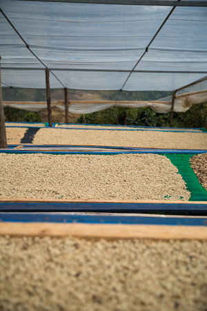 Farmer concept harvest ripe coffee seed robusta arabica berry close up fresh green leaf bean picking orange crop red yellow berries raw plant tree smart farm growth blur background eco organic gardenの写真素材