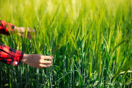 wheat farmer harvest business concept farming agronomist analyzing data barley examines food field summer cereal agriculture farm modern management growth control organic summer background blurの写真素材
