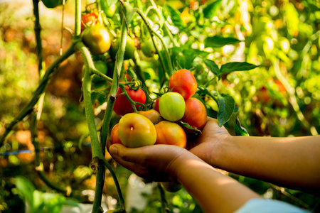Smart farming techniques hydroponic salad vegetables business farm technology ensuring fresh sustainable produce farmer hand pick non gmo tomato red yellow green agriculture promotes support livingの写真素材