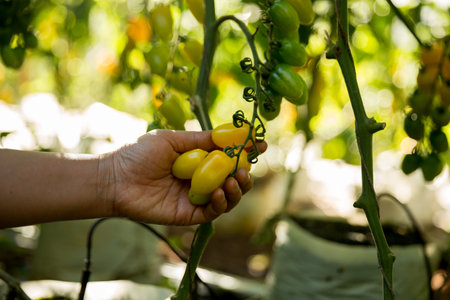 Smart farming techniques hydroponic salad vegetables business farm technology ensuring fresh sustainable produce farmer hand pick non gmo tomato red yellow green agriculture promotes support livingの写真素材