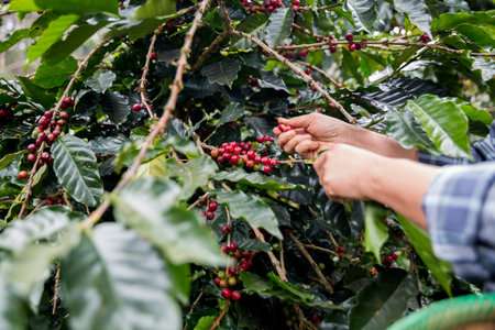 Farmer concept hand harvest ripe coffee seed robusta arabica berry close up fresh green leaf bean picking orange crop red yellow berries raw plant tree farm growth blur background eco organic gardenの写真素材