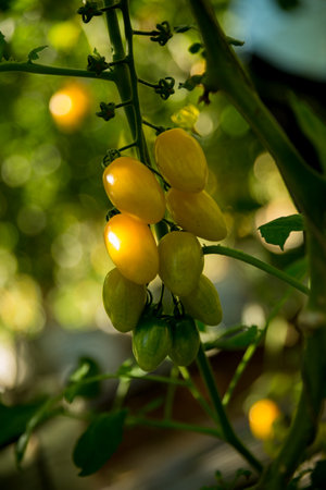 Smart farming techniques hydroponic salad vegetables technology tomato red green ensuring fresh sustainable produce agriculture promotes healthy eating support farmer living local community non gmoの写真素材