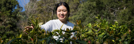 Business concept centers around fresh green tea reap background leaves organic farm with banner lush garden healthy plant tree leaves eco herbal farmer blur leaf plantation Freshness herbal naturalの写真素材