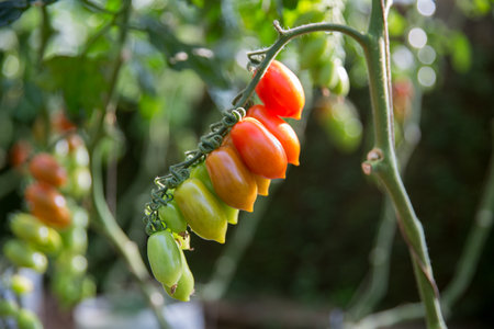 Smart farming techniques hydroponic salad vegetables technology tomato red green ensuring fresh sustainable produce agriculture promotes healthy eating support farmer living local community non gmoの写真素材