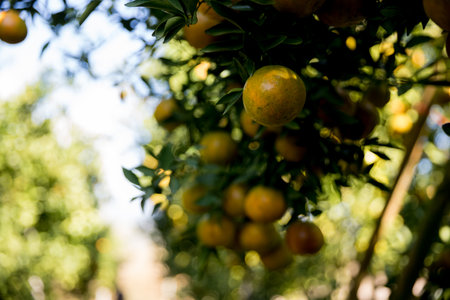 Business farm orange concept nature fruit citrus orchard mandarin tree growing, vibrant organic lush leaves background farmer green garden crop leaf ripe laden branches plant close up farming growth.の写真素材