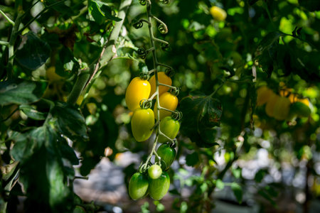 Smart farming techniques hydroponic salad vegetables technology tomato red green ensuring fresh sustainable produce agriculture promotes healthy eating support farmer living local community non gmoの写真素材