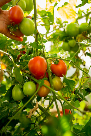 Smart farming techniques hydroponic salad vegetables technology tomato red green ensuring fresh sustainable produce agriculture promotes healthy eating support farmer living local community non gmoの写真素材