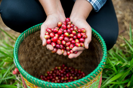 Farmer concept hand harvest ripe coffee seed robusta arabica berry close up fresh green leaf bean picking orange crop red yellow berries raw plant tree farm growth blur background eco organic gardenの写真素材