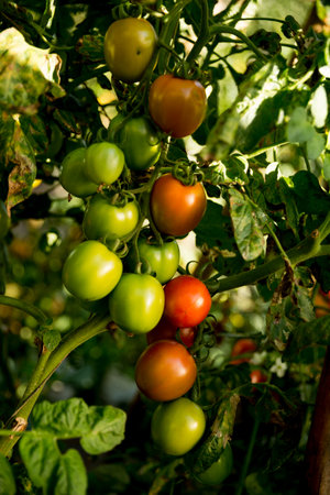Smart farming techniques hydroponic salad vegetables technology tomato red green ensuring fresh sustainable produce agriculture promotes healthy eating support farmer living local community non gmoの写真素材
