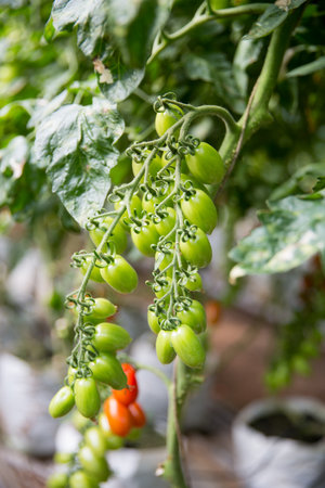 Smart farming techniques hydroponic salad vegetables technology tomato red green ensuring fresh sustainable produce agriculture promotes healthy eating support farmer living local community non gmoの写真素材