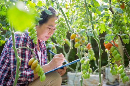 Smart farming techniques hydroponic salad vegetables technology tomato red green ensuring fresh sustainable produce agriculture promotes healthy eating support farmer living local community non gmoの写真素材