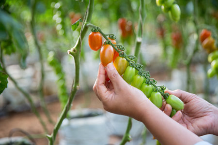 Smart farming techniques hydroponic salad vegetables technology tomato red green ensuring fresh sustainable produce agriculture promotes healthy eating support farmer living local community non gmoの写真素材