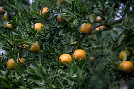 Business farm orange concept nature fruit citrus orchard mandarin tree growing, vibrant organic lush leaves background farmer green garden crop leaf ripe laden branches plant close up farming growth.の写真素材