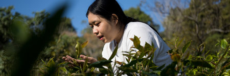 Business concept centers around fresh green tea reap background leaves organic farm with banner lush garden healthy plant tree leaves eco herbal farmer blur leaf plantation Freshness herbal naturalの写真素材