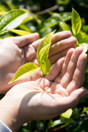 Business concept centers around fresh green tea reap background leaves organic farm with banner lush garden healthy plant tree leaves eco herbal farmer blur leaf plantation Freshness herbal naturalの写真素材