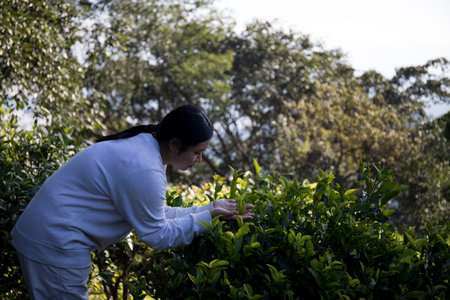 Business concept centers around fresh green tea reap background leaves organic farm with banner lush garden healthy plant tree leaves eco herbal farmer blur leaf plantation Freshness herbal naturalの写真素材
