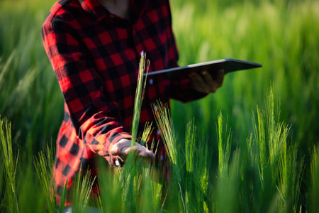 wheat farmer harvest business concept farming agronomist analyzing data barley examines food field summer cereal agriculture Smart farm modern management growth control organic summer background blurの写真素材