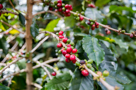 Farmer concept harvest ripe coffee seed robusta arabica berry close up fresh green leaf bean picking orange crop red yellow berries raw plant tree smart farm growth blur background eco organic gardenの写真素材