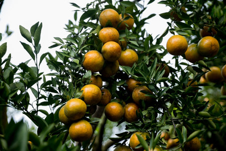 Business farm orange concept nature fruit citrus orchard mandarin tree growing, vibrant organic lush leaves background farmer green garden crop leaf ripe laden branches plant close up farming growth.の写真素材