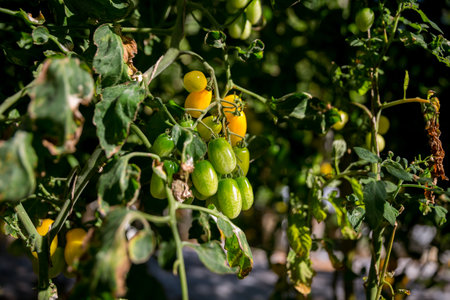 Smart farming techniques hydroponic salad vegetables technology tomato red green ensuring fresh sustainable produce agriculture promotes healthy eating support farmer living local community non gmoの写真素材