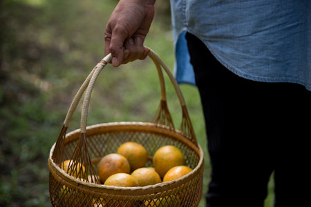 Business farm ripe orange concept farmer hand pick nature fruit citrus orchard mandarin tree growing organic lush leaves background green vibrant garden crop leaf laden branches plant close up growthの写真素材