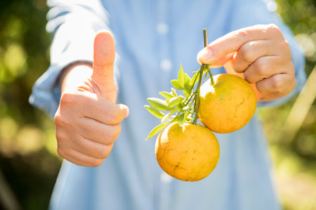 Business farm ripe orange concept farmer hand pick nature fruit citrus orchard mandarin tree growing organic lush leaves background green vibrant garden crop leaf laden branches plant close up growthの写真素材