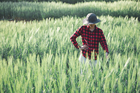 wheat farmer harvest business concept farming agronomist analyzing data barley examines food field summer cereal agriculture Smart farm modern management growth control organic summer background blurの写真素材