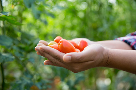 Smart farming techniques hydroponic salad vegetables technology tomato red green ensuring fresh sustainable produce agriculture promotes healthy eating support farmer living local community non gmoの写真素材