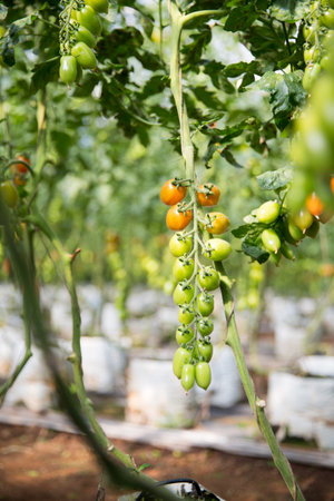 Smart farming techniques hydroponic salad vegetables technology tomato red green ensuring fresh sustainable produce agriculture promotes healthy eating support farmer living local community non gmoの写真素材