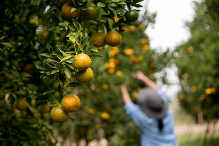 Business farm ripe orange concept farmer hand pick nature fruit citrus orchard mandarin tree growing organic lush leaves background green vibrant garden crop leaf laden branches plant close up growthの写真素材