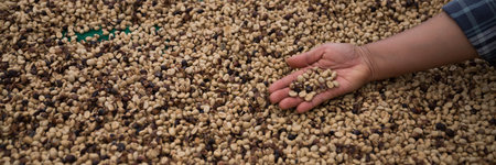 Farmer concept hand harvest ripe coffee seed robusta arabica berry close up fresh green leaf bean picking orange crop red yellow berries raw plant tree farm growth blur background eco organic gardenの写真素材