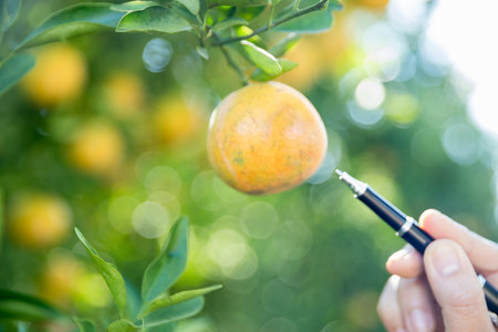 Business farm ripe orange concept farmer hand pick nature fruit citrus orchard mandarin tree growing organic lush leaves background green vibrant garden crop leaf laden branches plant close up growthの写真素材