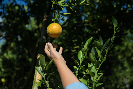 Business farm ripe orange concept farmer hand pick nature fruit citrus orchard mandarin tree growing organic lush leaves background green vibrant garden crop leaf laden branches plant close up growthの写真素材