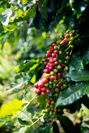 Farmer concept harvest ripe coffee seed robusta arabica berry close up fresh green leaf bean picking orange crop red yellow berries raw plant tree smart farm growth blur background eco organic gardenの写真素材