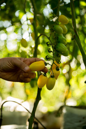 Smart farming techniques hydroponic salad vegetables business farm technology ensuring fresh sustainable produce farmer hand pick non gmo tomato red yellow green agriculture promotes support livingの写真素材