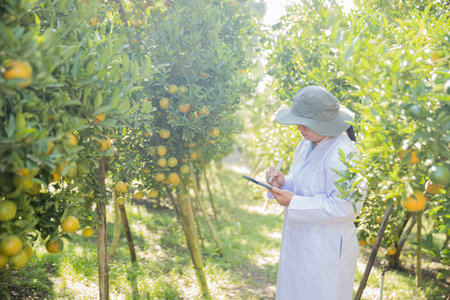 Business farm ripe orange concept farmer hand pick nature fruit citrus orchard mandarin tree growing organic lush leaves background green vibrant garden crop leaf laden branches plant close up growthの写真素材