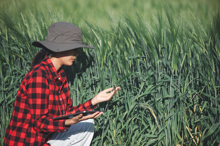 wheat farmer harvest business concept farming agronomist analyzing data barley examines food field summer cereal agriculture Smart farm modern management growth control organic summer background blurの写真素材