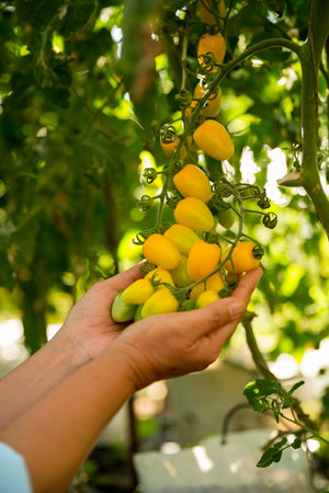 Smart farming techniques hydroponic salad vegetables business farm technology ensuring fresh sustainable produce farmer hand pick non gmo tomato red yellow green agriculture promotes support livingの写真素材