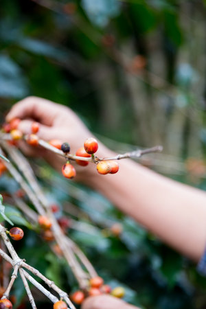 Farmer concept hand harvest ripe coffee seed robusta arabica berry close up fresh green leaf bean picking orange crop red yellow berries raw plant tree farm growth blur background eco organic gardenの写真素材