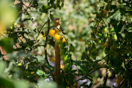 Smart farming techniques hydroponic salad vegetables technology tomato red green ensuring fresh sustainable produce agriculture promotes healthy eating support farmer living local community non gmoの写真素材