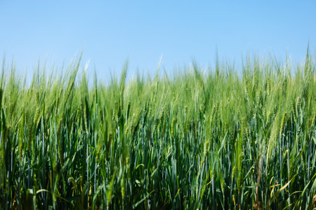 wheat farmer harvest business concept farming agronomist analyzing data barley examines food field summer cereal agriculture Smart farm modern management growth control organic summer background blurの写真素材