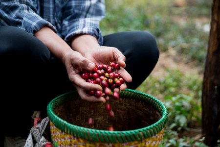 Farmer concept hand harvest ripe coffee seed robusta arabica berry close up fresh green leaf bean picking orange crop red yellow berries raw plant tree farm growth blur background eco organic gardenの写真素材