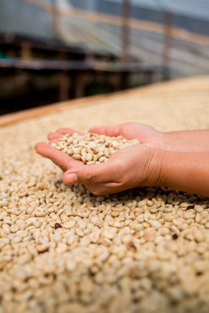 Farmer hand harvest ripe coffee seed berry close up fresh green leaf bean picking orange crop red yellow berries raw plant tree farm growth blur background eco organic gardenの写真素材